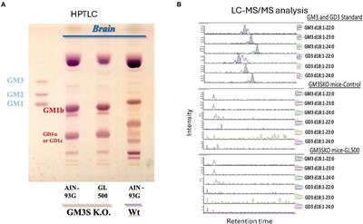 Dietary gangliosides rescue GM3 synthase deficiency outcomes in mice accompanied by neurogenesis in the hippocampus